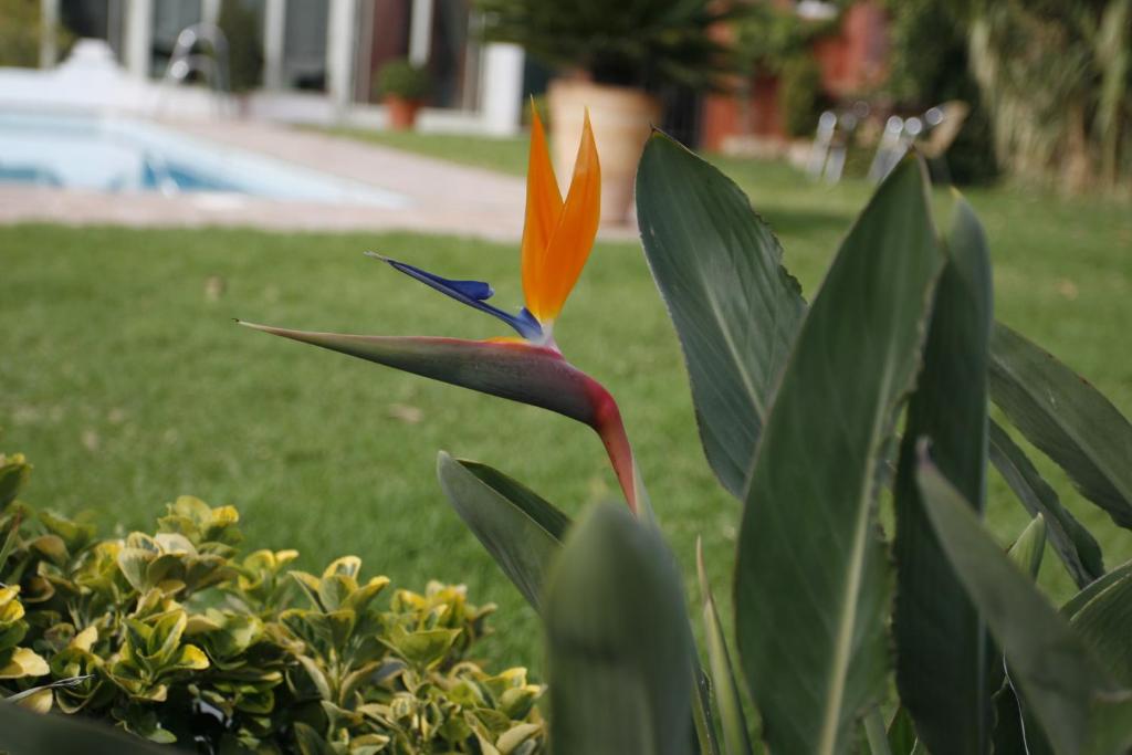 Hotel Oasis - Resim 14