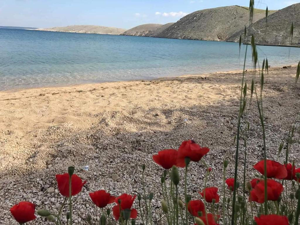 - un groupe de fleurs rouges sur la plage dans l'établissement Charming apartment piccolo paradiso, à Vlašići