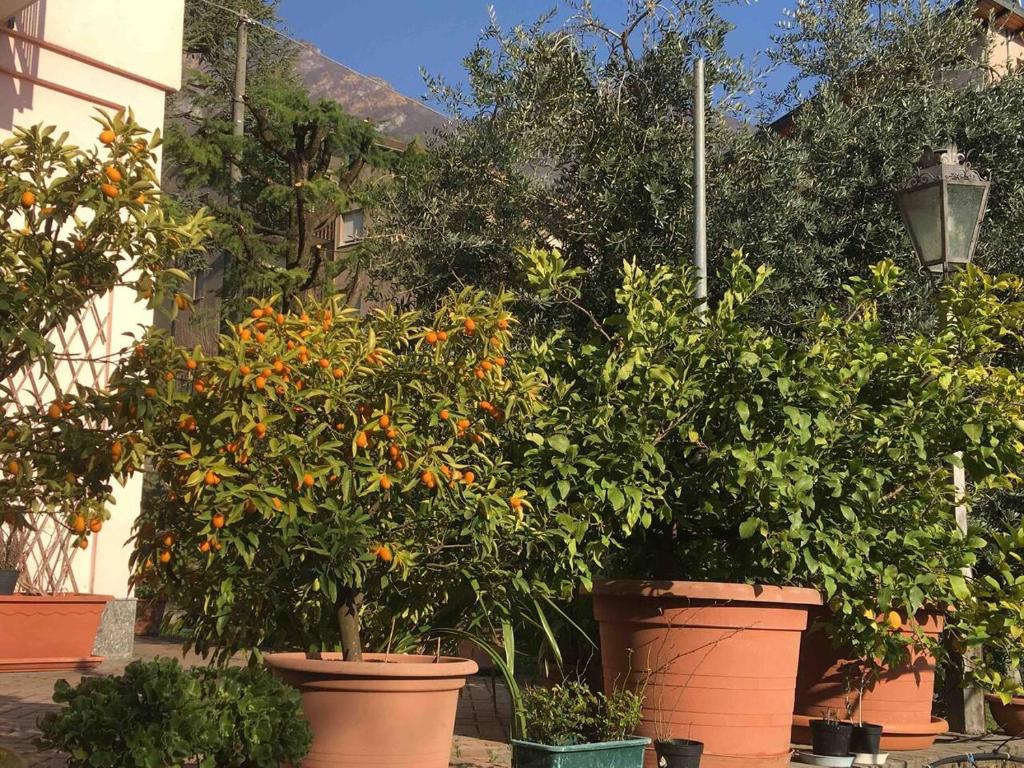 Een tuin van La casa degli ulivi