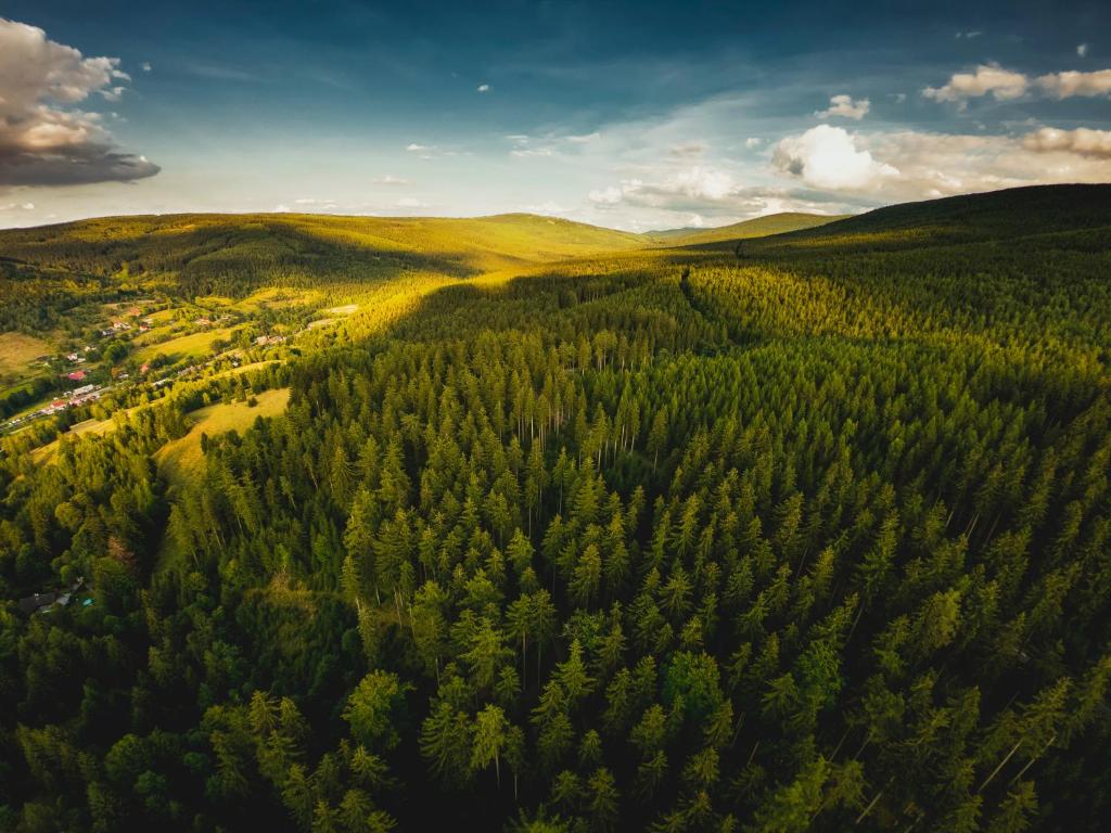 an aerial view of a forest of trees at Willa z gwarantowanym widokiem na góry Aleksander Panorama in Świeradów-Zdrój
