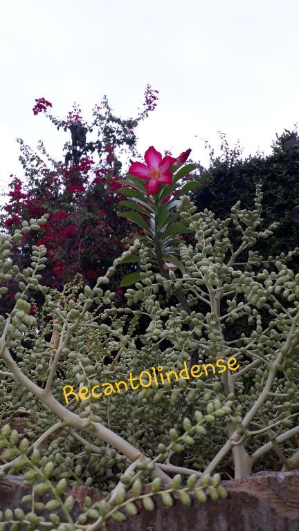  Hostel Recanto Olindense