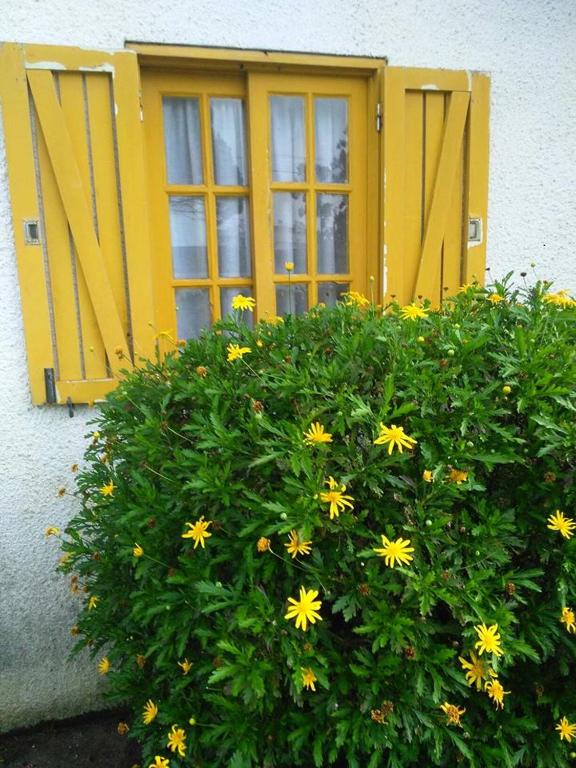 a bush with yellow flowers in front of a window at Casa Amarela in Esmoriz