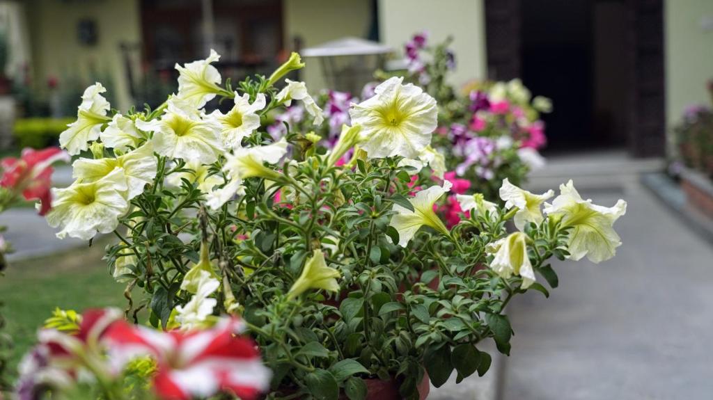 Zahrada ubytování Kathmandu Garden Home