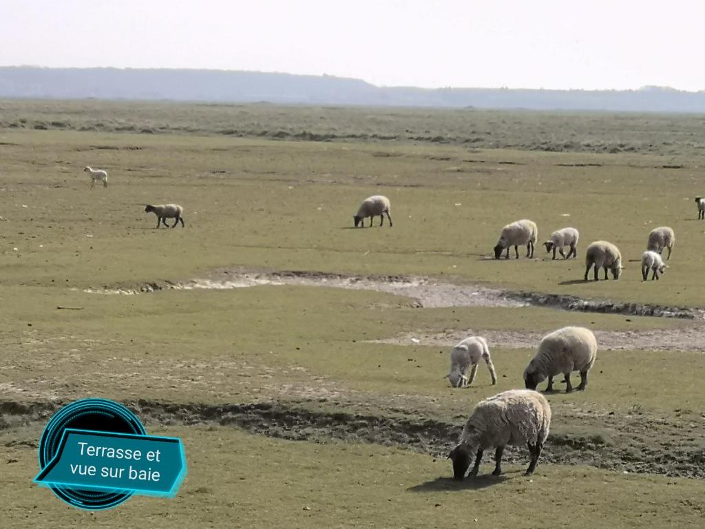 un troupeau d'ovins herbivores en champ dans l'établissement Balise en Baie, à Saint-Valery-sur-Somme