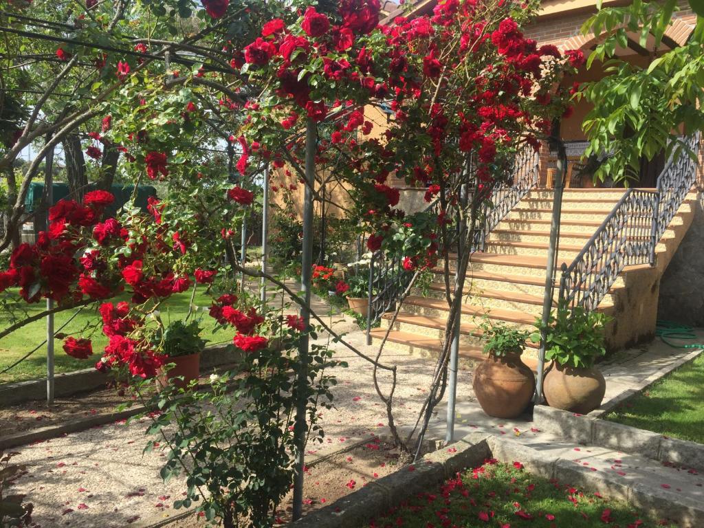 un montón de flores rojas en un jardín en Casa rural Las Erillas, en Lanzahita