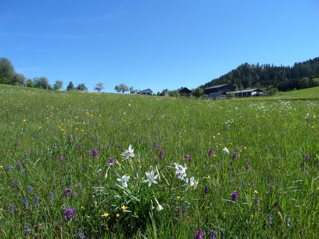 un campo de flores en un campo de hierba en Bauernhof Ablass, en Göstling an der Ybbs