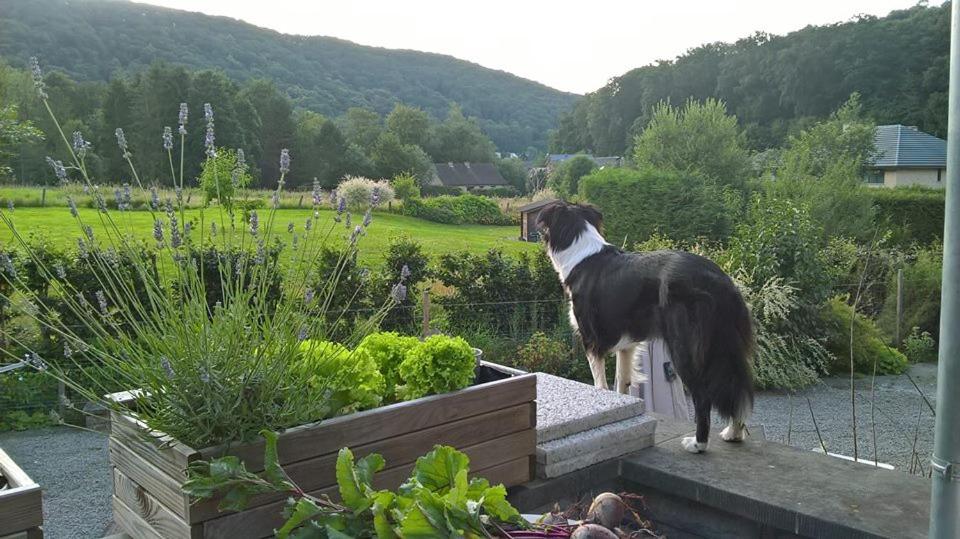 Domácí mazlíčci ubytovaní s hosty v ubytování Perle d'Ô Gîte Nature Bien-Être, proche du bord de Meuse Namur et Dinant