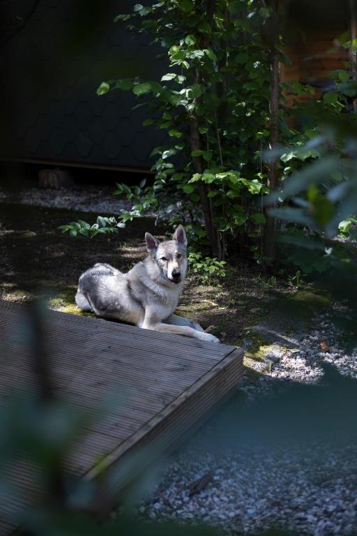 Domácí mazlíčci ubytovaní s hosty v ubytování Camping Dolce Sole