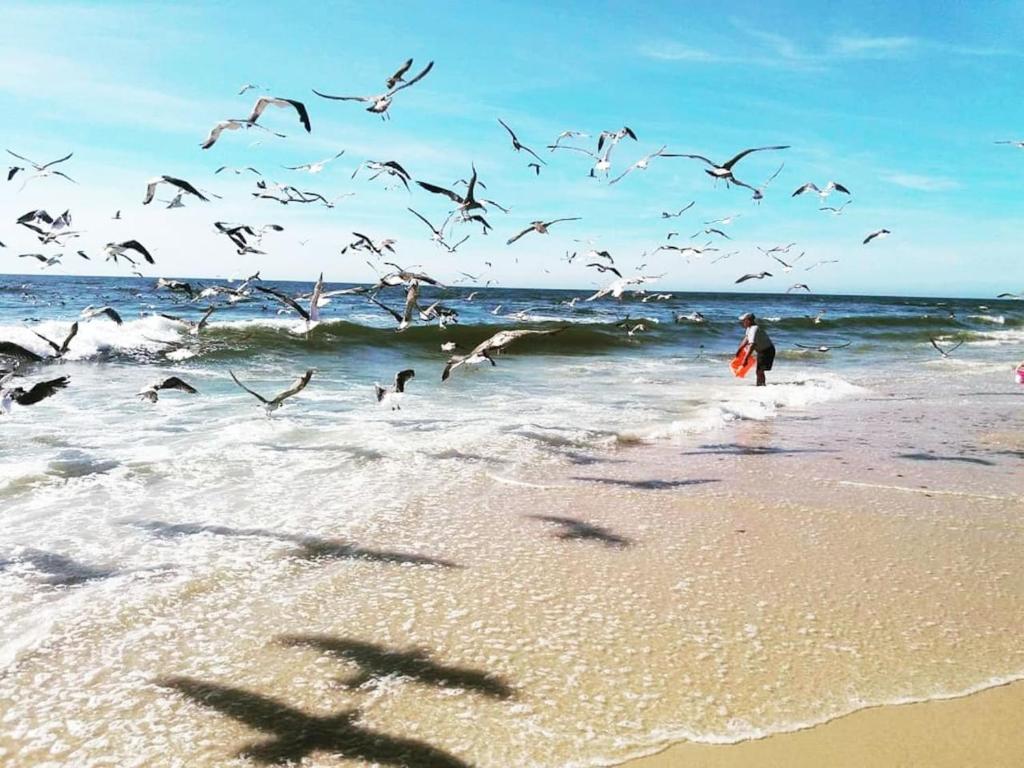 een zwerm vogels die over het strand vliegen bij Praia da Torreira à Vista in Torreira