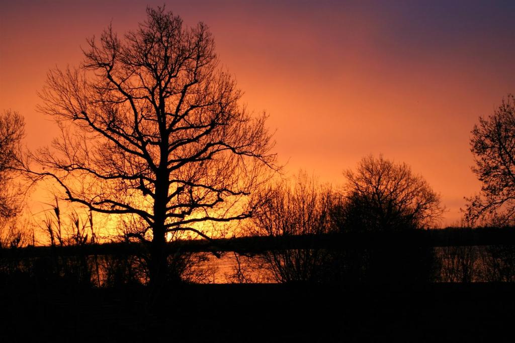 a tree in front of a sunset at Au gré du Marais - Chambres d&#39;hôtes in Ancenis