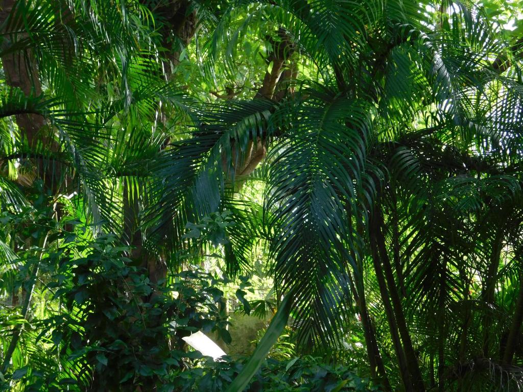 Un jardín fuera de Macondo Hostel