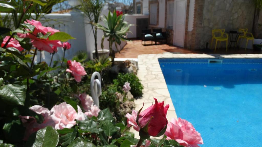 Hostal Residencial La Paloma II في كاليبي: حديقة فيها ورد وردي ومسبح