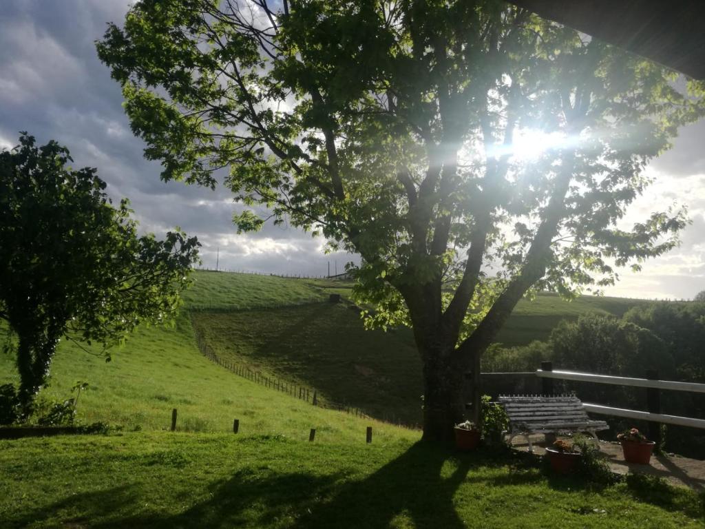 uma árvore num campo com o sol a brilhar sobre ela em Alarpe Aterpetxea em Zaldivia