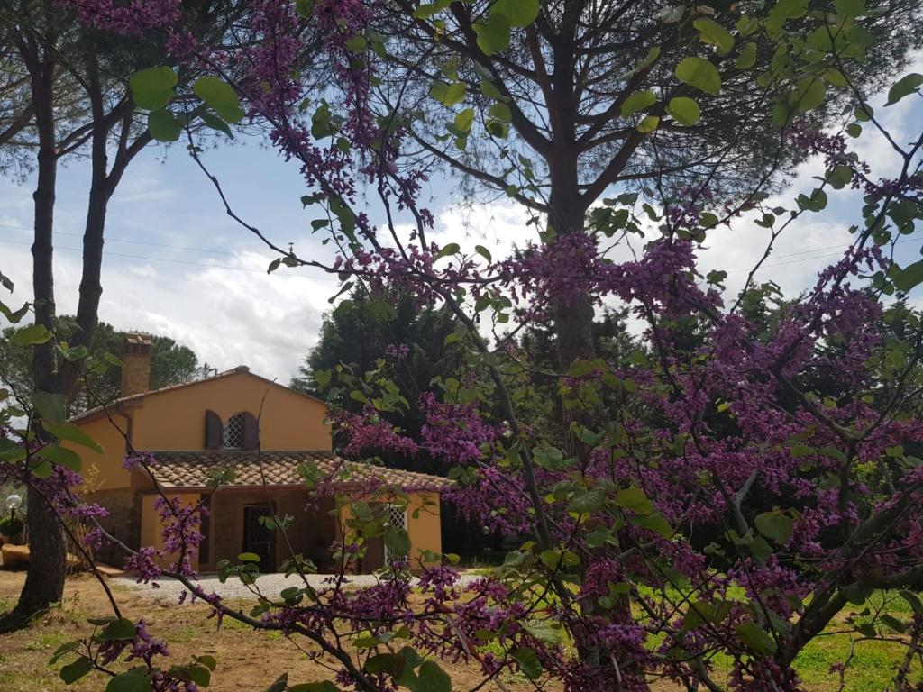 una casa detrás de unos árboles con flores púrpuras en Il Montedoro en Guardistallo