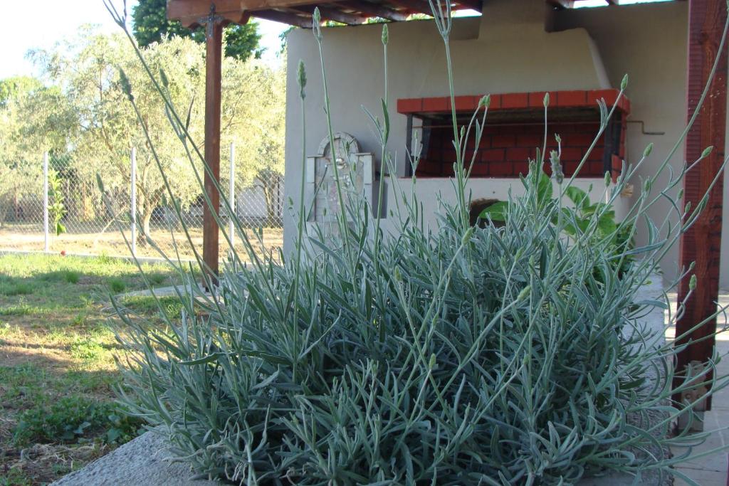A garden outside Gorjelina `s House