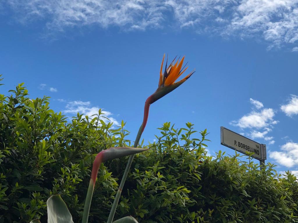 a bird flying in the sky with a street sign at Visaya B&B in Ponsacco