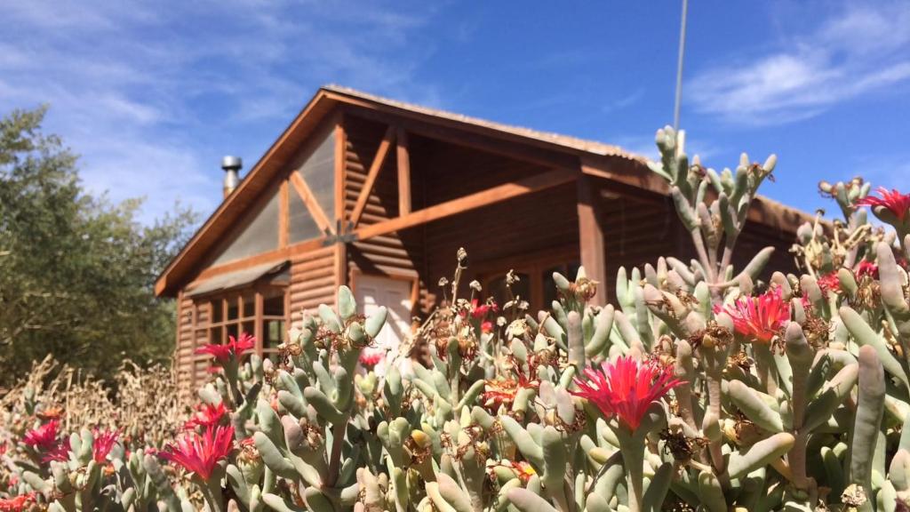 a field of flowers in front of a log cabin at Cabañas Doña Juanita in San Pedro de Atacama