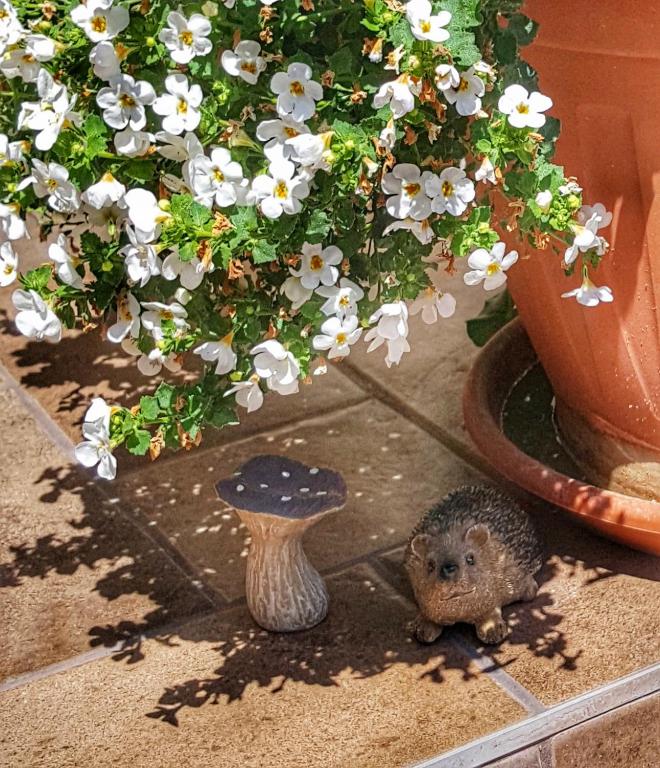 Zahrada ubytování Gardenia Apartman