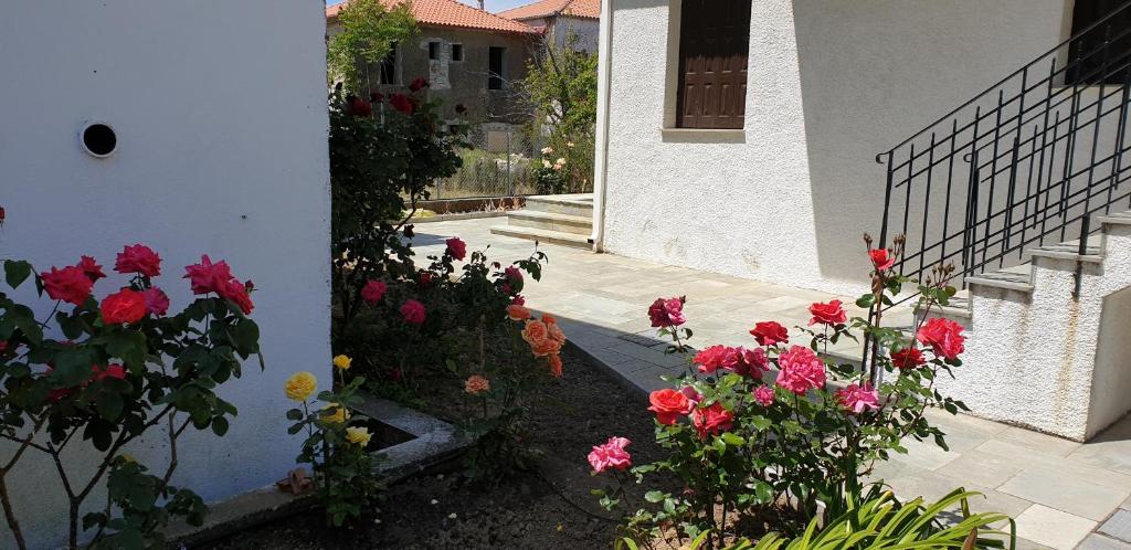 Zahrada ubytování Zmas Studios