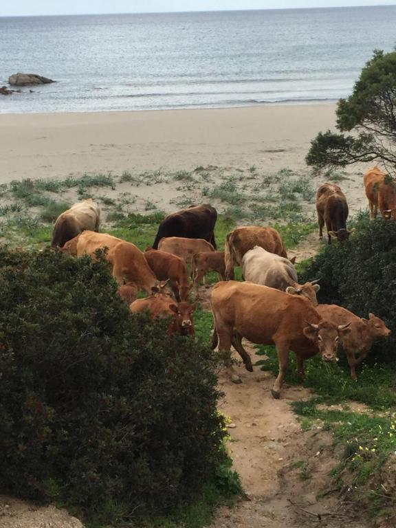 Animale la sau în apropiere de acest B&B