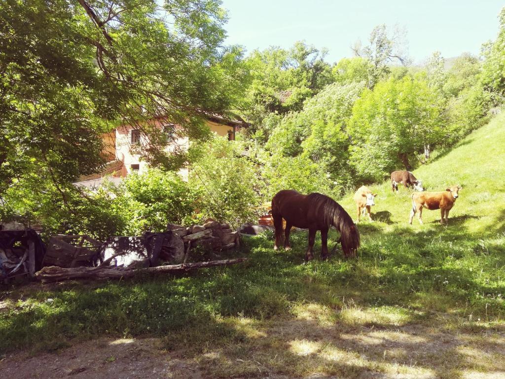 un pâturage de chevaux dans un champ avec quelques vaches dans l'établissement El Lagar, à Aller