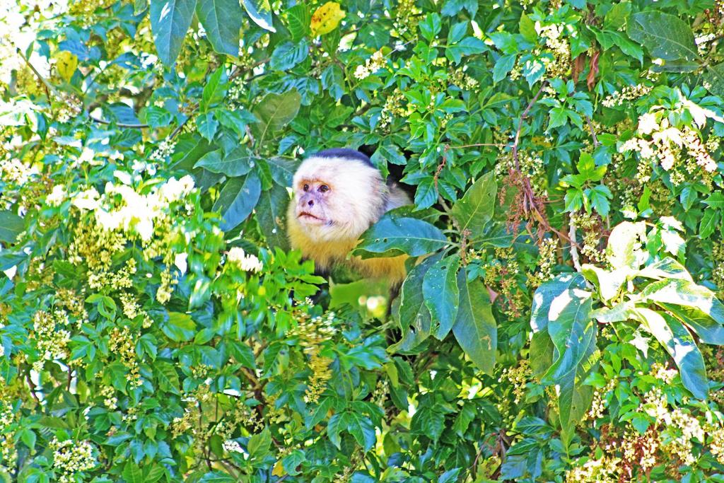 Animales en el lodge o alrededores