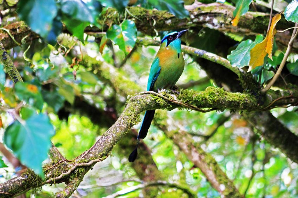 Animales en el lodge o alrededores