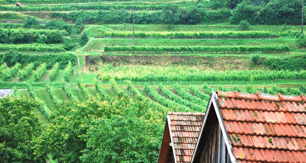 Zahrada ubytování Weingut Jakob`s Ruhezeit