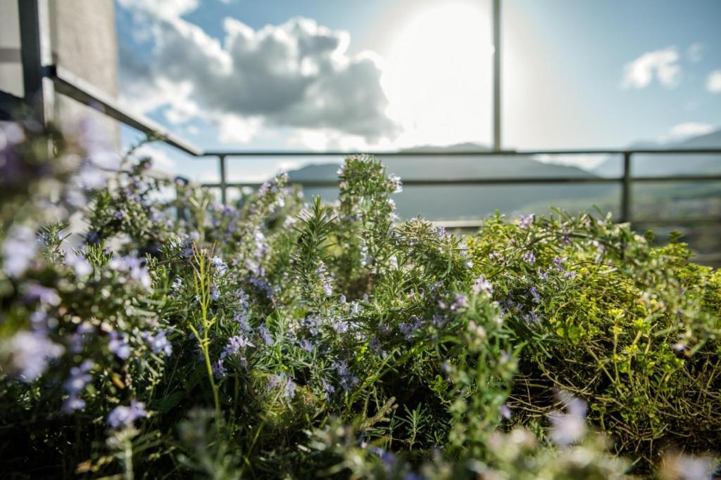 Vonkajšia záhrada v ubytovaní LaVistaDeiSogni Palmarette