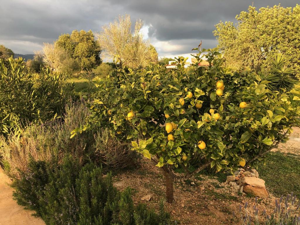 Zahrada ubytování Finca Can Alba