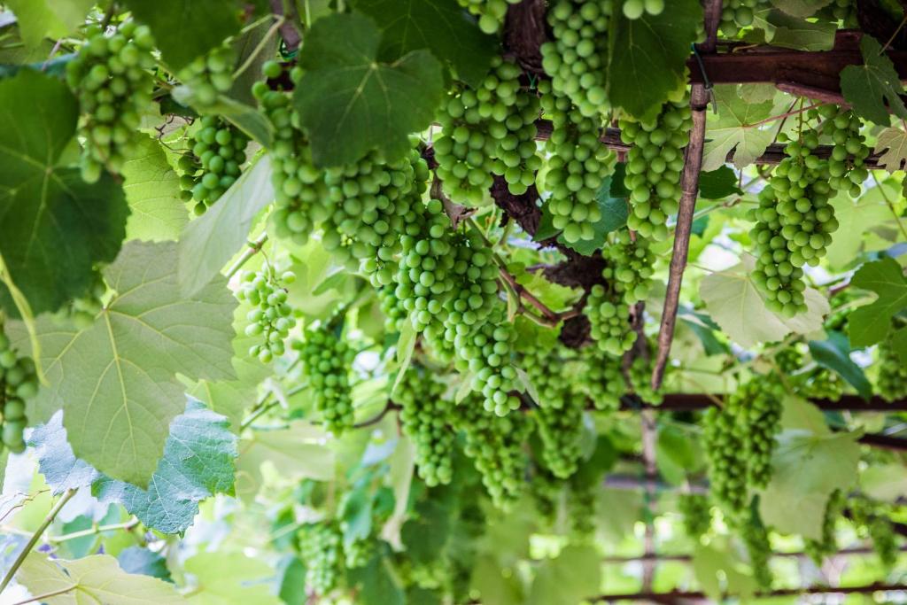 Vonkajšia záhrada v ubytovaní Podere Le Chiuse