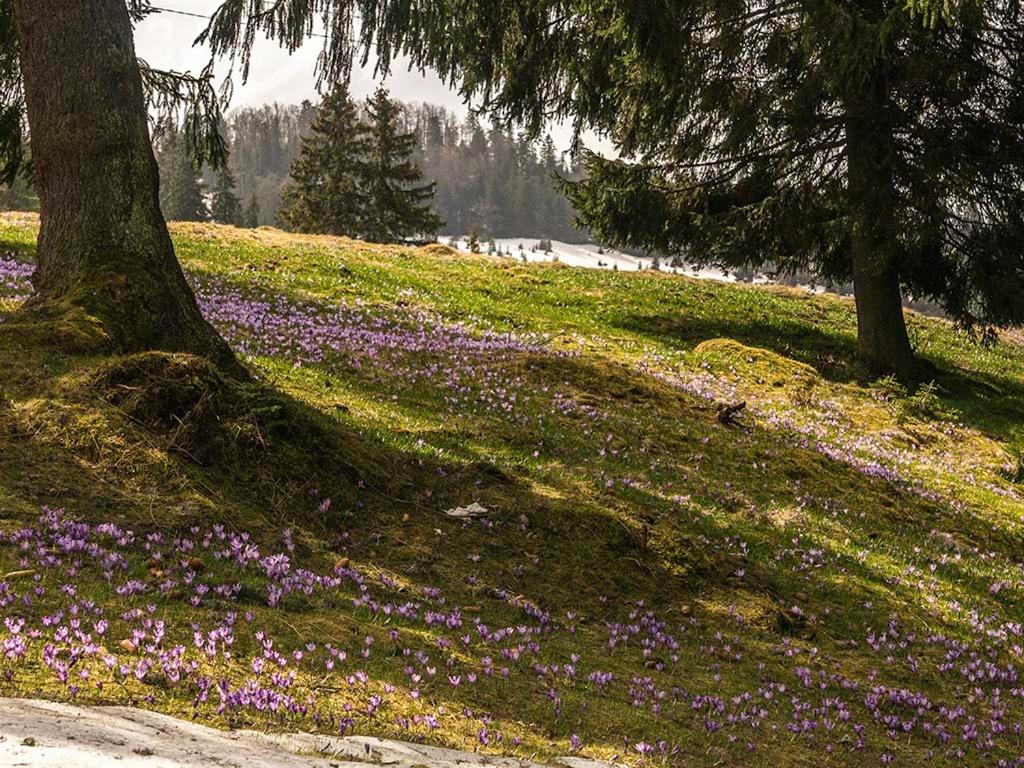 Fotografie z fotogalerie ubytování La 5 casute v destinaci Padis