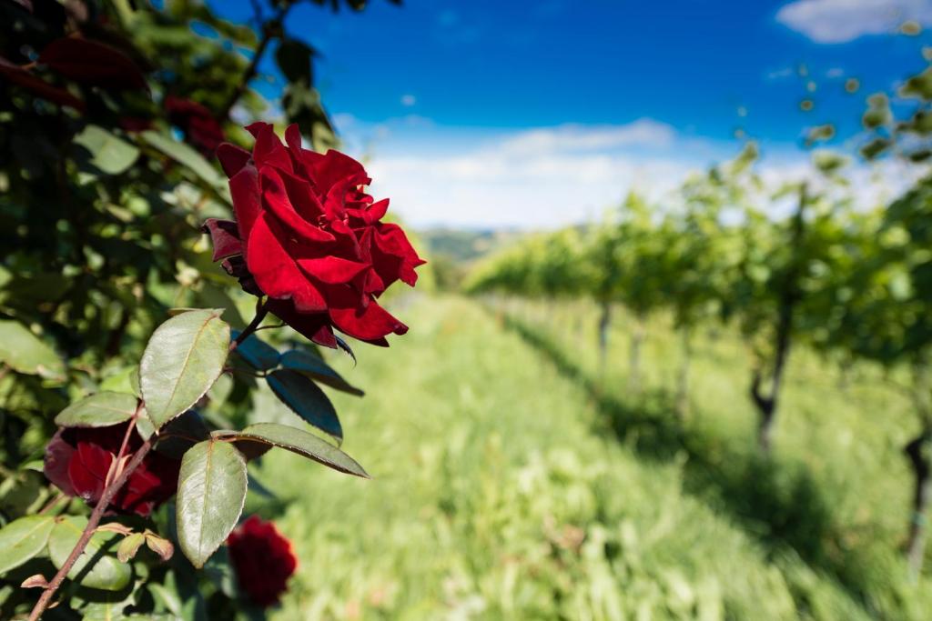 Zahrada ubytování Weingut-Wohlfühlzimmer Adam-Lieleg