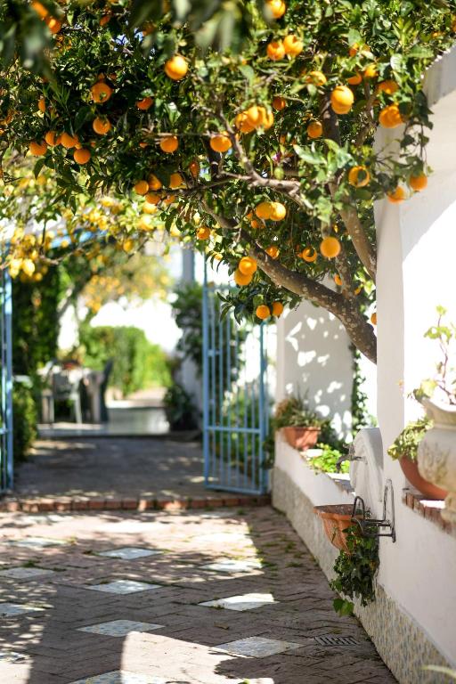 an orange tree with oranges hanging from a branch at Le Querce in Procida