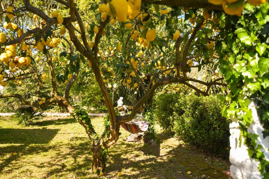 a lemon tree with yellow fruits hanging from it at Le Querce in Procida