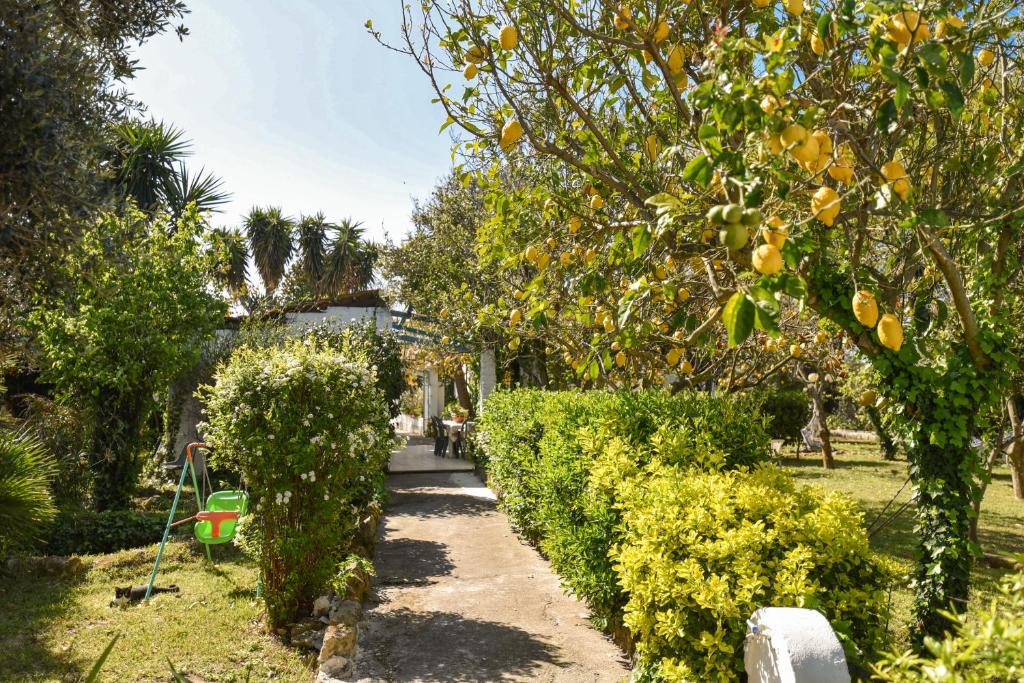 a path in a garden with trees and oranges at Le Querce in Procida