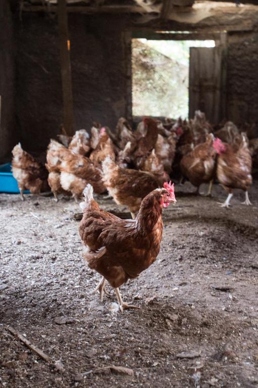 Casa Carolina B&B - 19