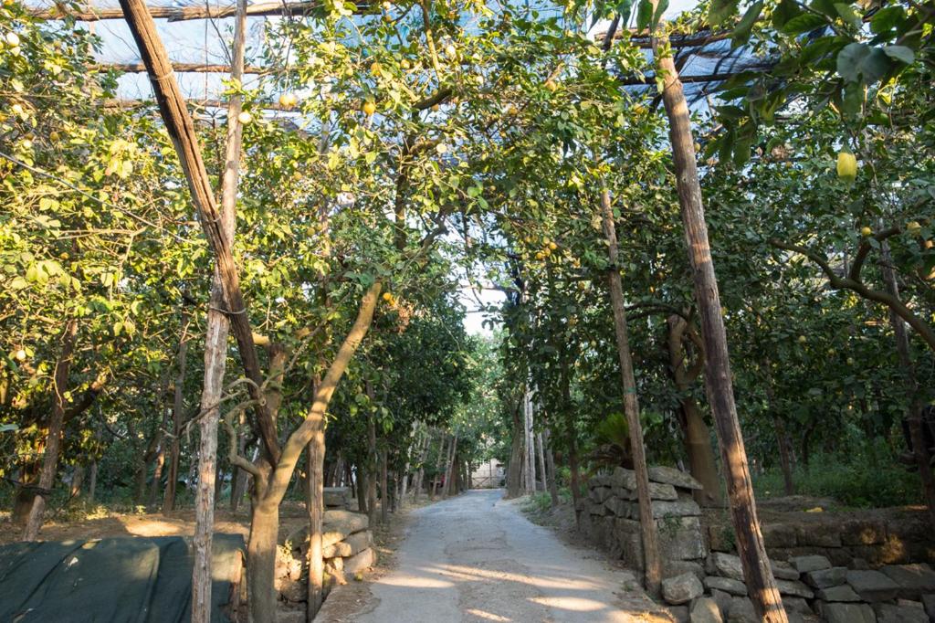 een onverharde weg met bomen en een stenen muur bij Casa Carolina B&B in Sorrento