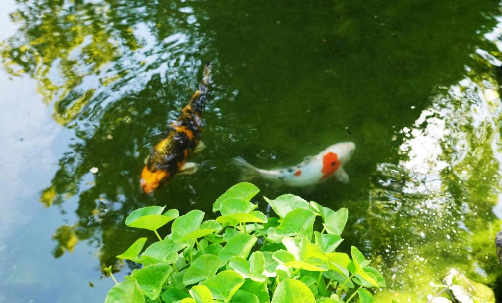 Adventure Guesthouse Interlaken - Resim 30