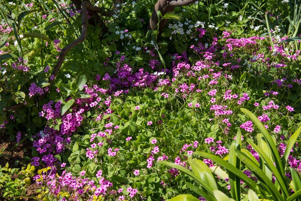 a garden filled with purple flowers and green plants at Apartman Corino in Veli Lošinj
