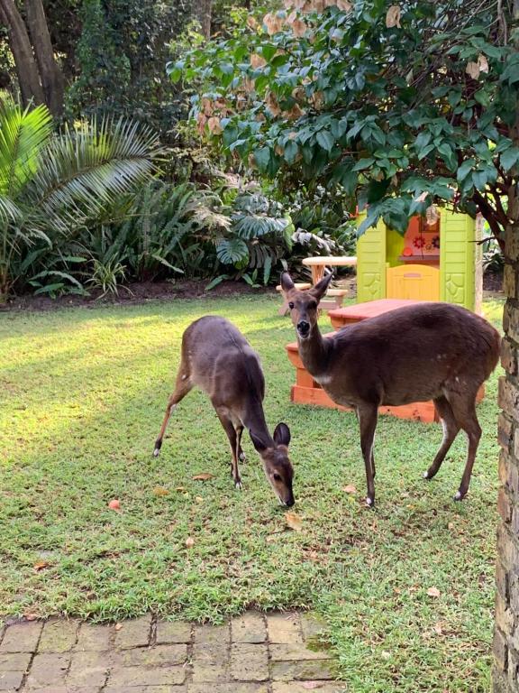 Zvířata v prázdninového domu nebo okolí