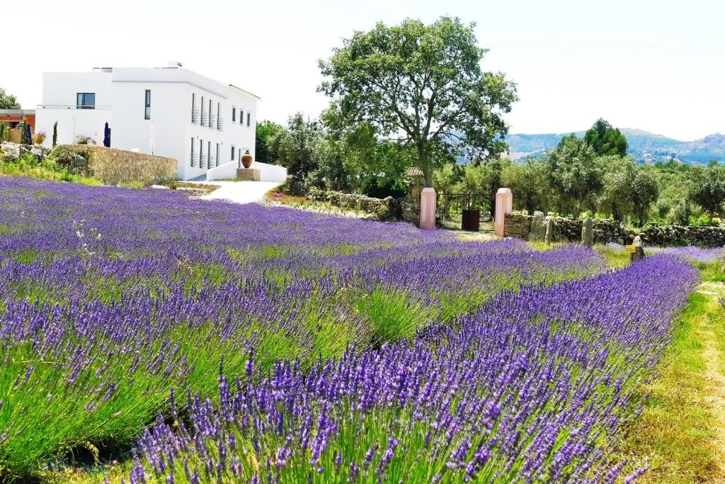 a garden filled with lots of flowers on a sunny day at Quinta das Lavandas in Castelo de Vide