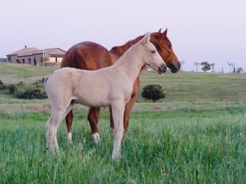 a horse and a baby horse standing in a field at Casa Rural Yeguada Jimenez Latorre in Fernancaballero