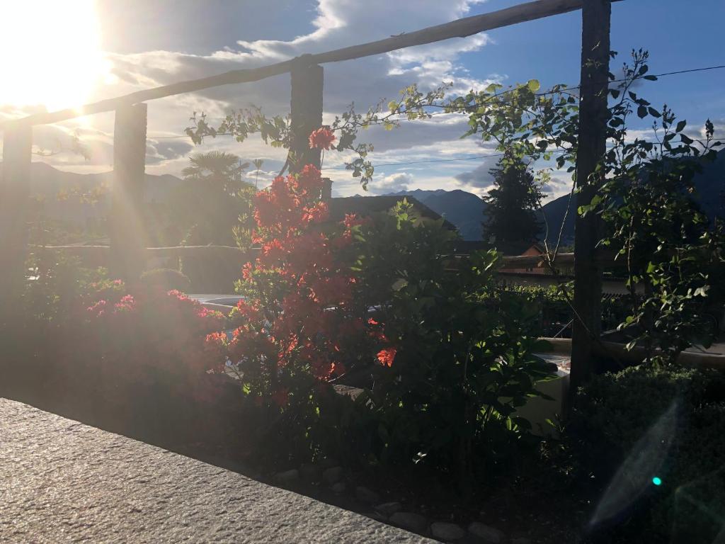 a plant in a garden with the sun in the background at Al Grottino in Gambarogno