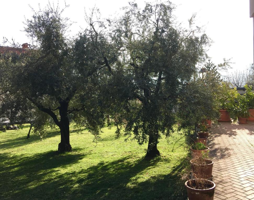 Een tuin van La casa degli ulivi
