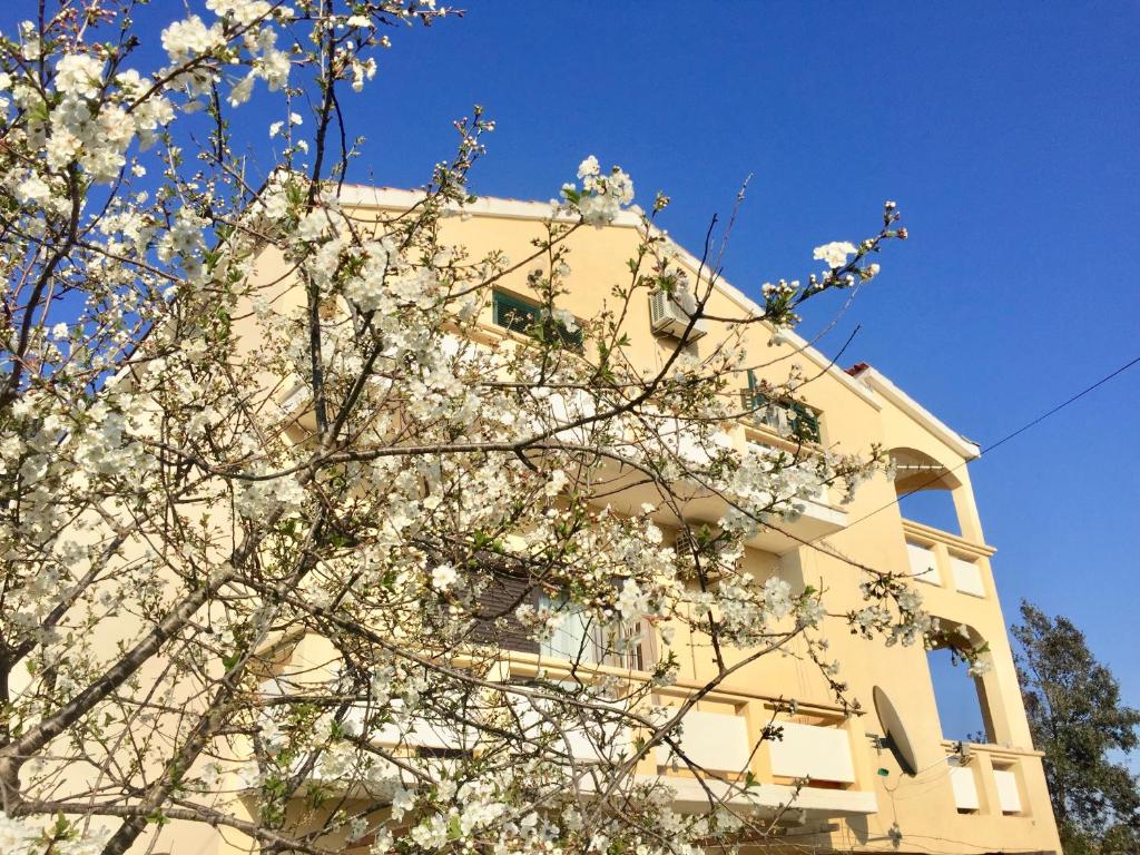 a tree with white flowers in front of a building at Sobe Bosiljka in Nin