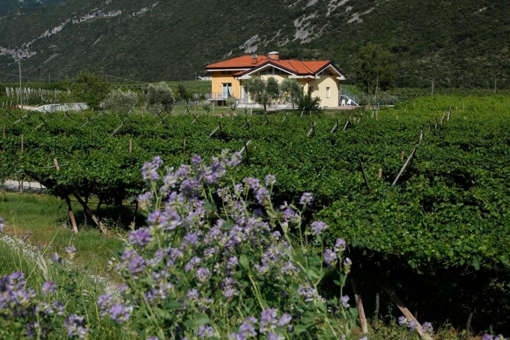a house in the middle of a field with purple flowers at Appartamenti Al Vigneto in Dro