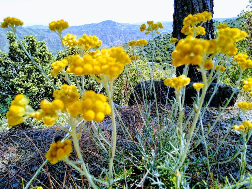 a bunch of yellow flowers in a field at Christys Palace Hotel in Pedoulas