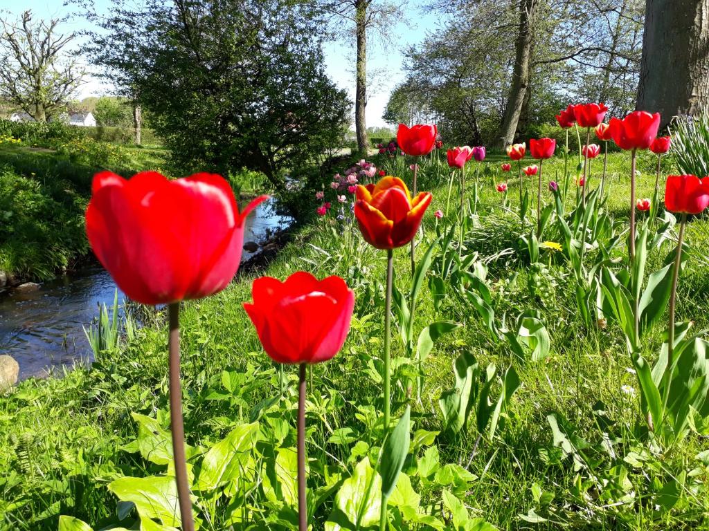 Zahrada ubytování Baekgaarden B&B