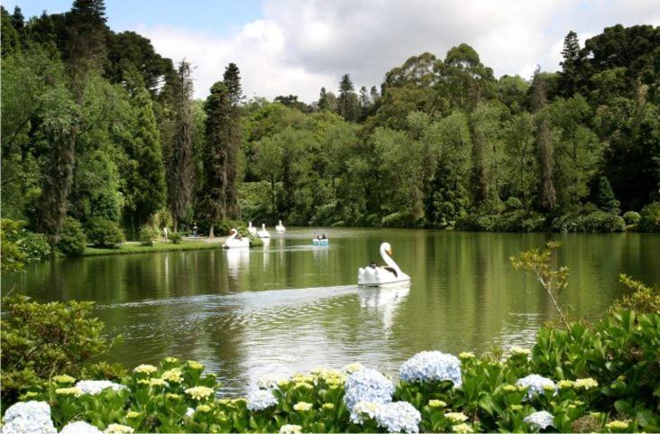 um grupo de cisnes a nadar num lago num parque em Suíte Lago Negro em Gramado
